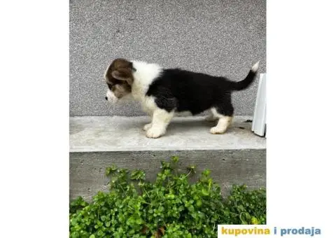 Welsh Corgi Pembroke stenci - 1/13