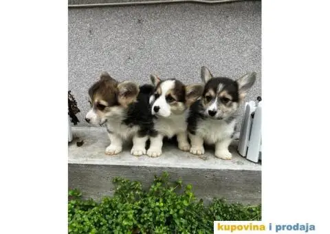 Welsh Corgi Pembroke stenci - 2/13