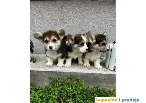 Welsh Corgi Pembroke stenci - 3/13