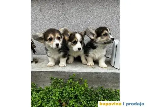 Welsh Corgi Pembroke stenci - 4/13