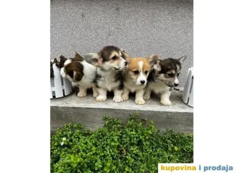 Welsh Corgi Pembroke stenci - 5/13