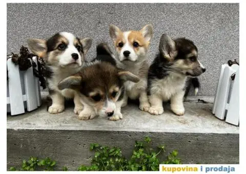 Welsh Corgi Pembroke stenci - 6/13