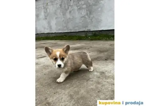 Welsh Corgi Pembroke stenci - 7/13