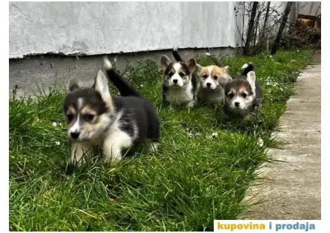 Welsh Corgi Pembroke stenci - 8/13