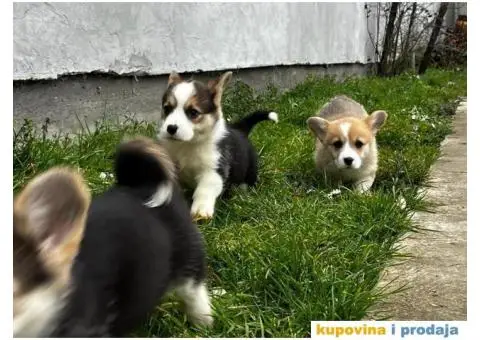 Welsh Corgi Pembroke stenci - 9/13