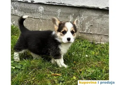 Welsh Corgi Pembroke stenci - 10/13