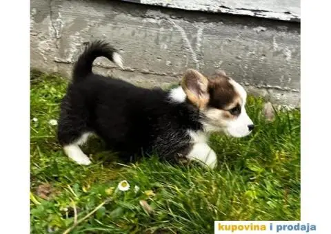 Welsh Corgi Pembroke stenci - 11/13