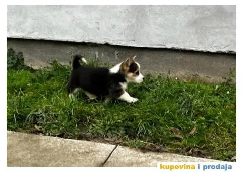 Welsh Corgi Pembroke stenci - 12/13