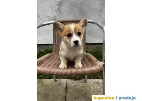 Welsh Corgi Pembroke stenci - 13/13
