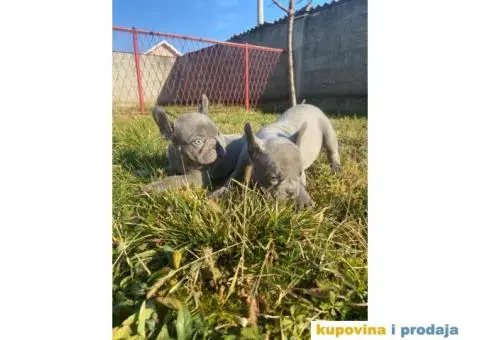 Francuski buldog štenci - 1/5