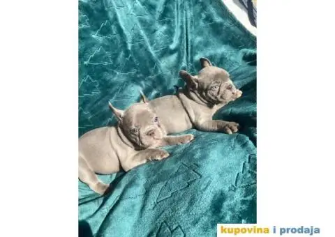 Francuski buldog štenci - 2/5