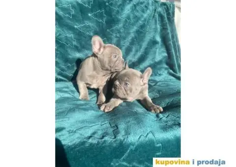 Francuski buldog štenci - 3/5