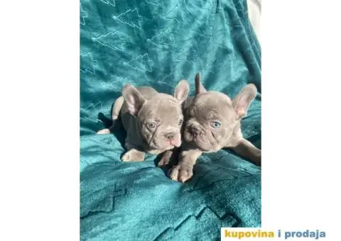 Francuski buldog štenci - 4/5