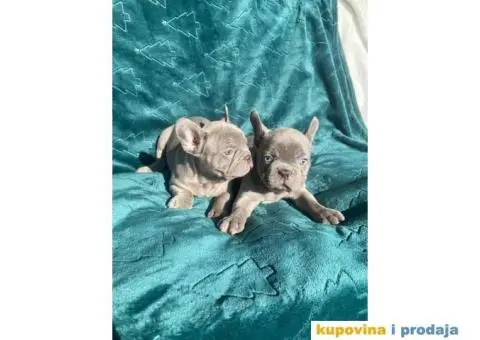 Francuski buldog štenci - 5/5