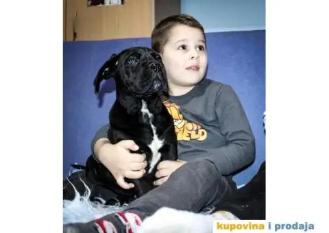 Kane korso Cane Corso PREPORUKA - 1/11