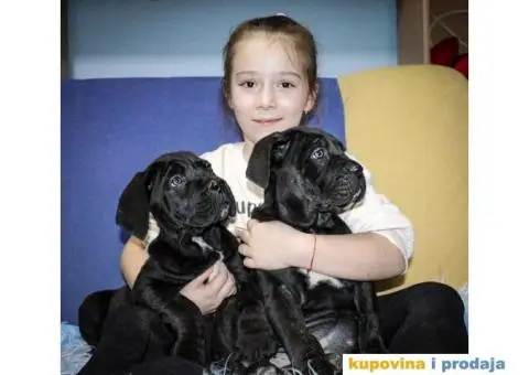 Kane korso Cane Corso PREPORUKA - 2/11