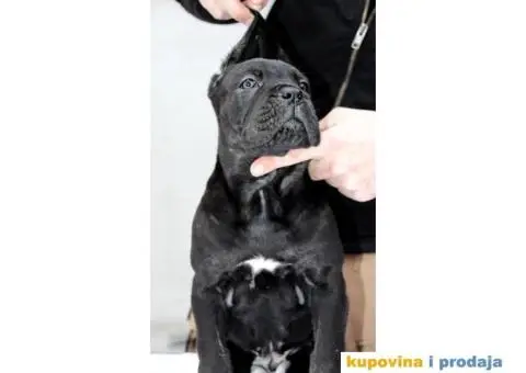 Kane korso Cane Corso PREPORUKA - 3/11