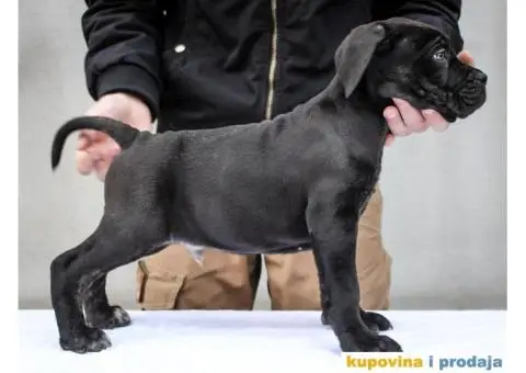 Kane korso Cane Corso PREPORUKA - 4/11