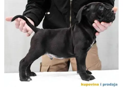 Kane korso Cane Corso PREPORUKA - 5/11