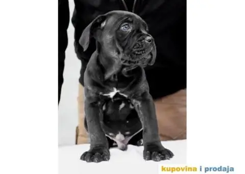 Kane korso Cane Corso PREPORUKA - 6/11