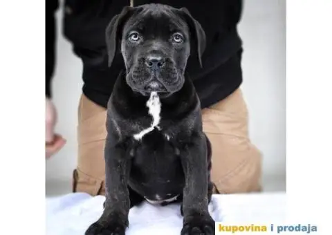 Kane korso Cane Corso PREPORUKA - 7/11