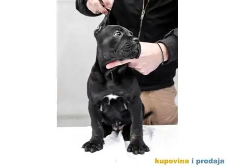 Kane korso Cane Corso PREPORUKA - 8/11