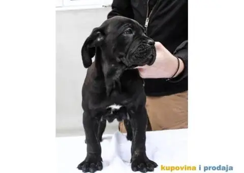 Kane korso Cane Corso PREPORUKA - 9/11