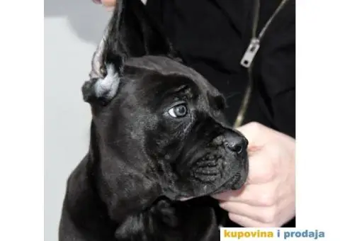 Kane korso Cane Corso PREPORUKA - 10/11