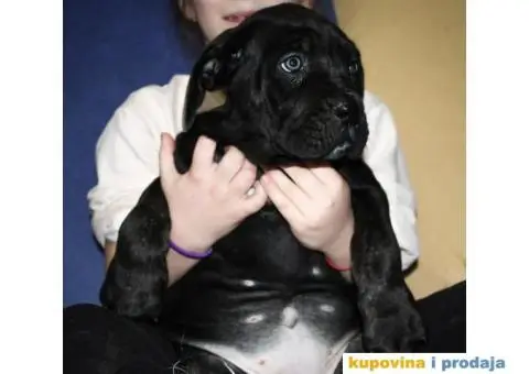 Kane korso Cane Corso PREPORUKA - 11/11
