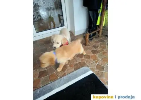 Zlatni retriver vrhunski stenci od cistokrvnih roditelja - 2/3