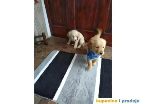 Zlatni retriver vrhunski stenci od cistokrvnih roditelja - 3/3