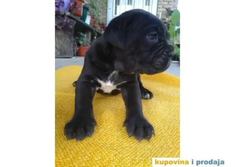 Kane korso vrhunski stenci sa papirima - 1/3