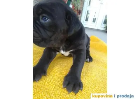 Kane korso vrhunski stenci sa papirima - 2/3