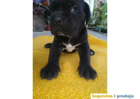 Kane korso vrhunski stenci sa papirima - 3/3