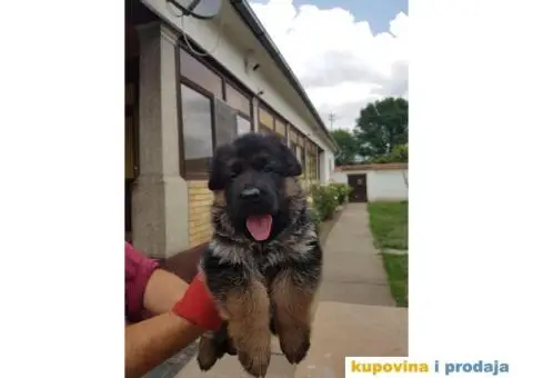 NEMAČKI OVČARI - šampionsko poreklo - veliki izbor! - 4/15