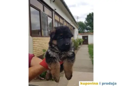 NEMAČKI OVČARI - šampionsko poreklo - veliki izbor! - 5/15