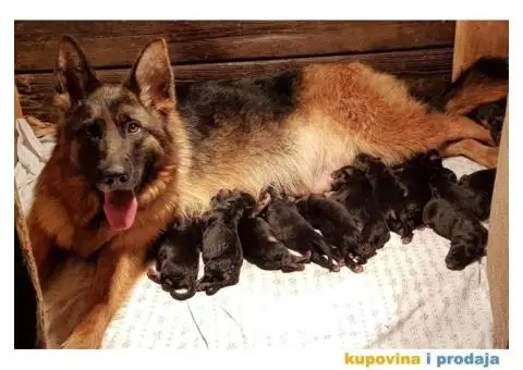 NEMAČKI OVČARI - šampionsko poreklo - veliki izbor! - 6/15