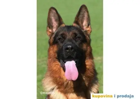 NEMAČKI OVČARI - šampionsko poreklo - veliki izbor! - 9/15