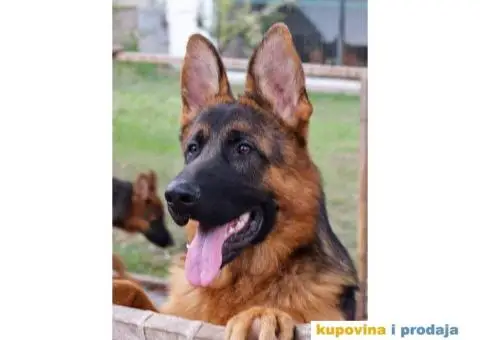 NEMAČKI OVČARI - šampionsko poreklo - veliki izbor! - 11/15