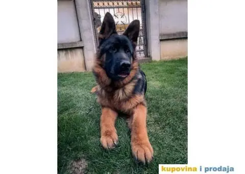 NEMAČKI OVČARI - šampionsko poreklo - veliki izbor! - 12/15