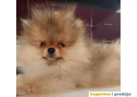 Pomeranac BOO Medvedić - 1/6