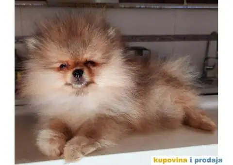 Pomeranac BOO Medvedić - 2/6