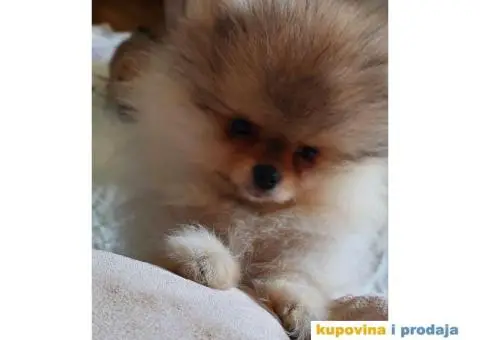 Pomeranac BOO Medvedić - 3/6