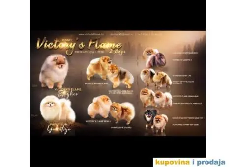 Pomeranac BOO Medvedić - 4/6