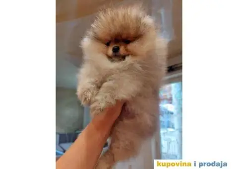 Pomeranac BOO Medvedić - 5/6