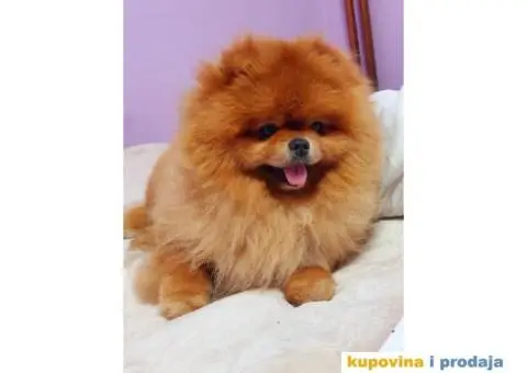 Pomeranac BOO Medvedić - 6/6