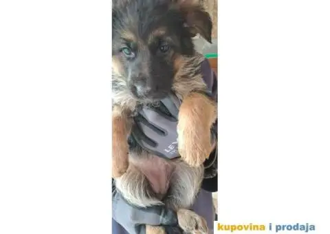 Nemački Ovčar štenci - 1/6