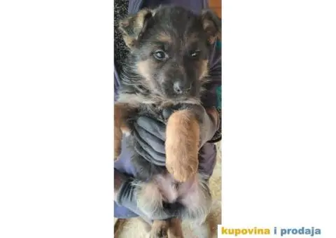 Nemački Ovčar štenci - 2/6