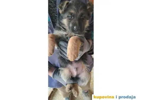 Nemački Ovčar štenci - 3/6