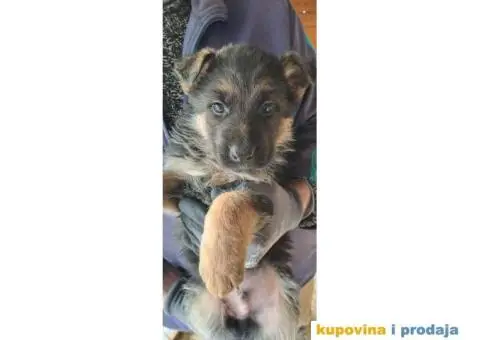 Nemački Ovčar štenci - 4/6